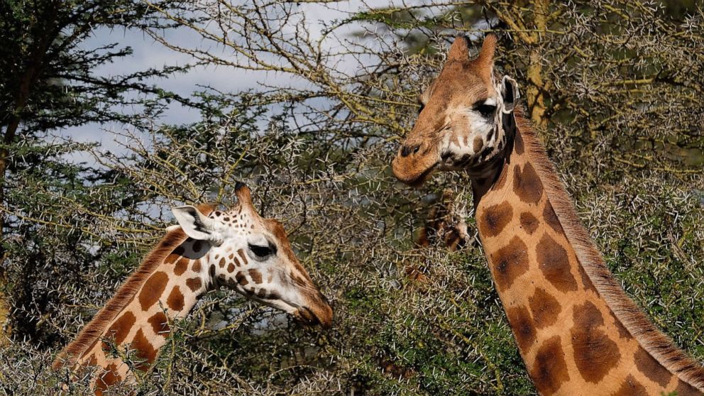 PHOTO: In this Feb. 27, 2016 file photo Rothschild Giraffes feed on bushes inside the Lake Nakuru National Park on  in Nakuru, Kenya.