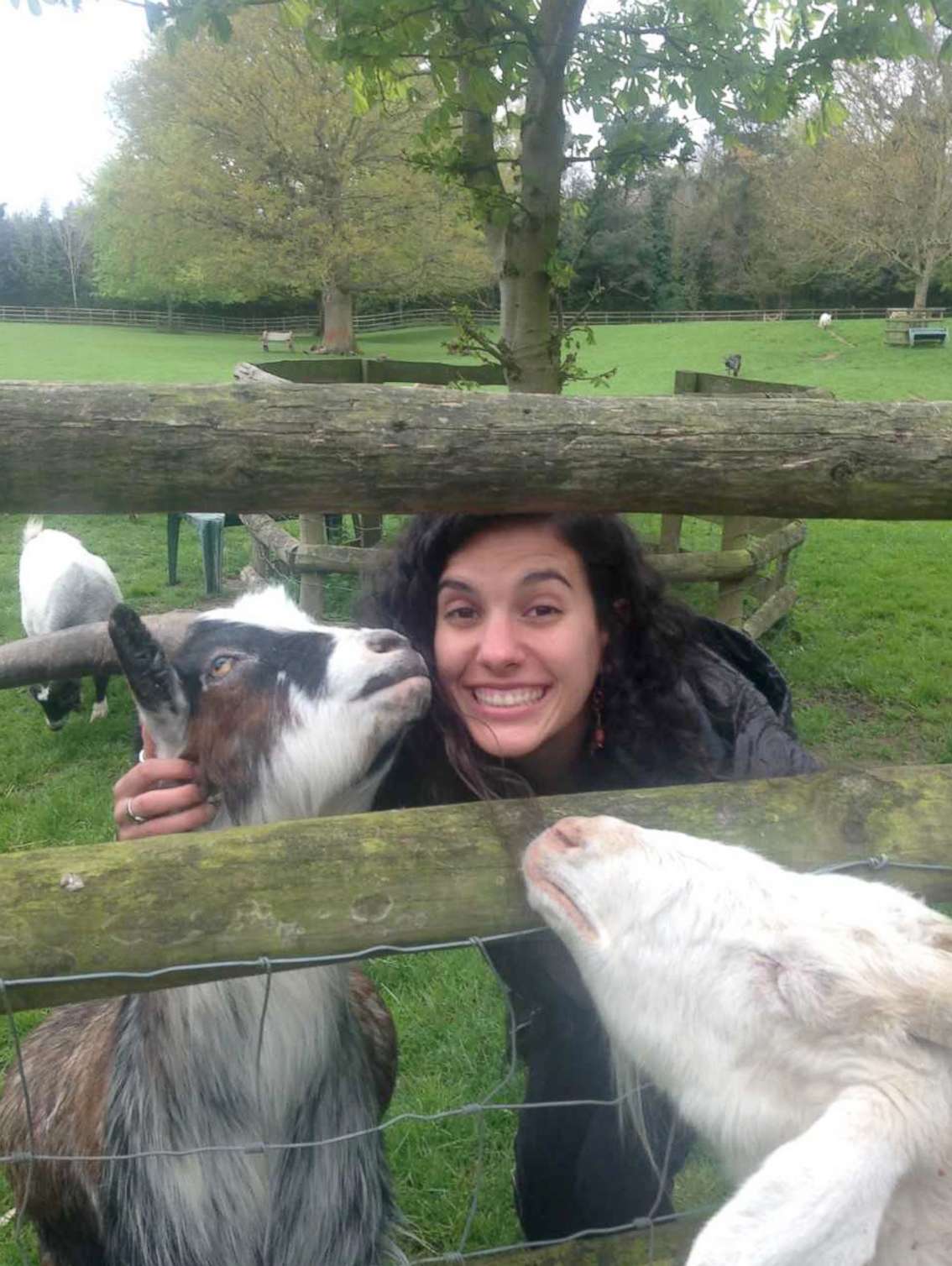 PHOTO: A study published in Royal Society Open Science shows that goats prefer positive human emotional facial expressions, and they likely to nuzzle smiling face. 