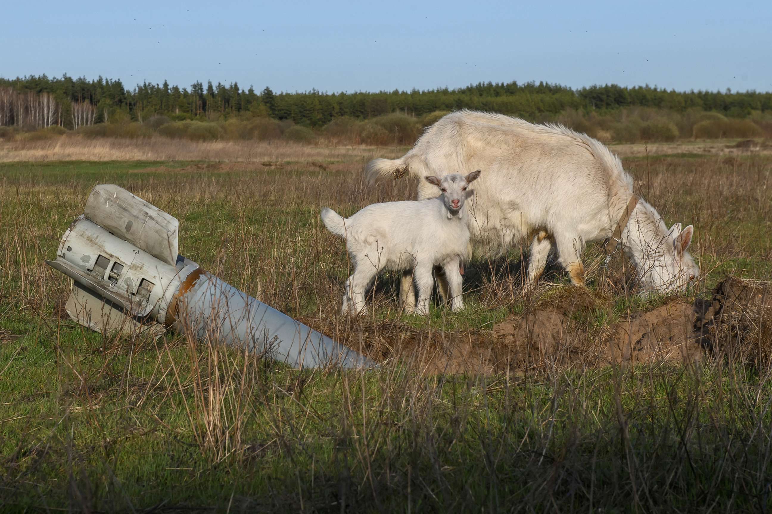 PHOTO: Goats eat grass next to unexploded shell of multiple rocket launch system, in the village of Teterivka, in Kyiv region, Ukraine, April 14, 2022.