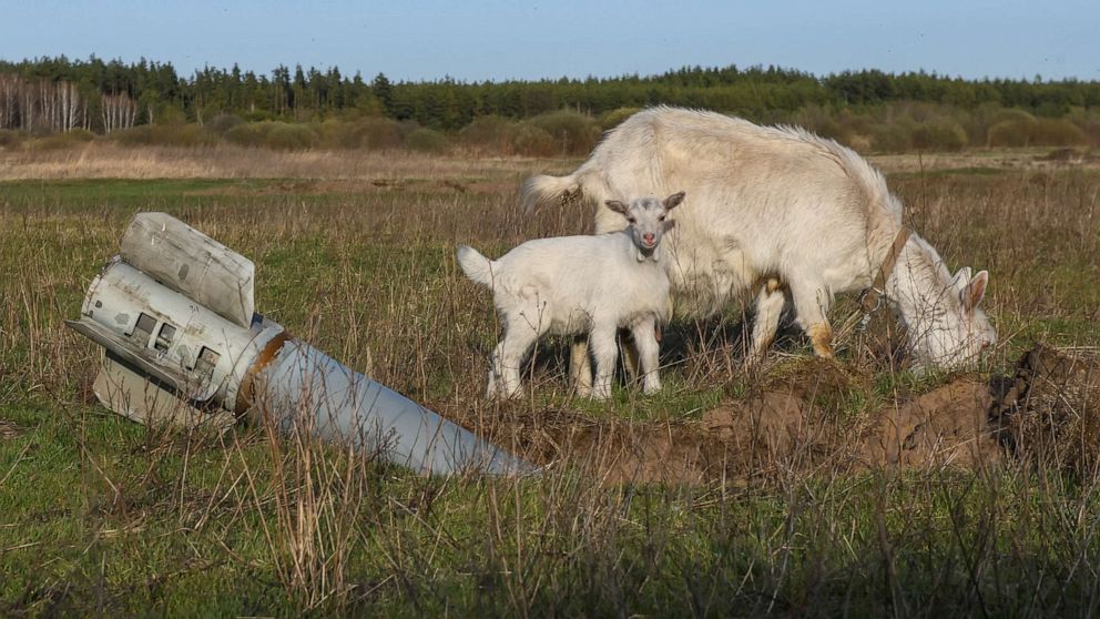 PHOTO: Goats eat grass next to unexploded shell of multiple rocket launch system, in the village of Teterivka, in Kyiv region, Ukraine, April 14, 2022.