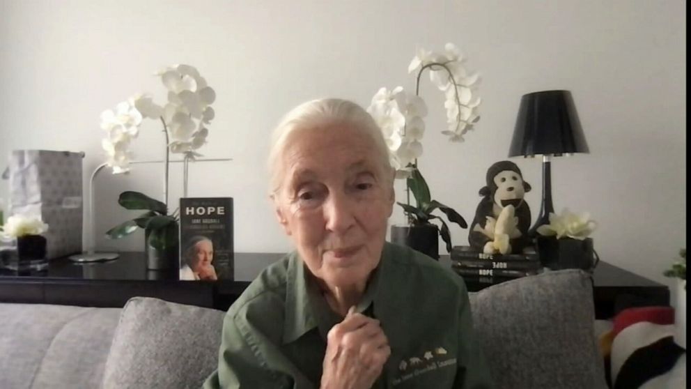 PHOTO: Jane Goodall during an interview with ABC News' Linsey Davis.