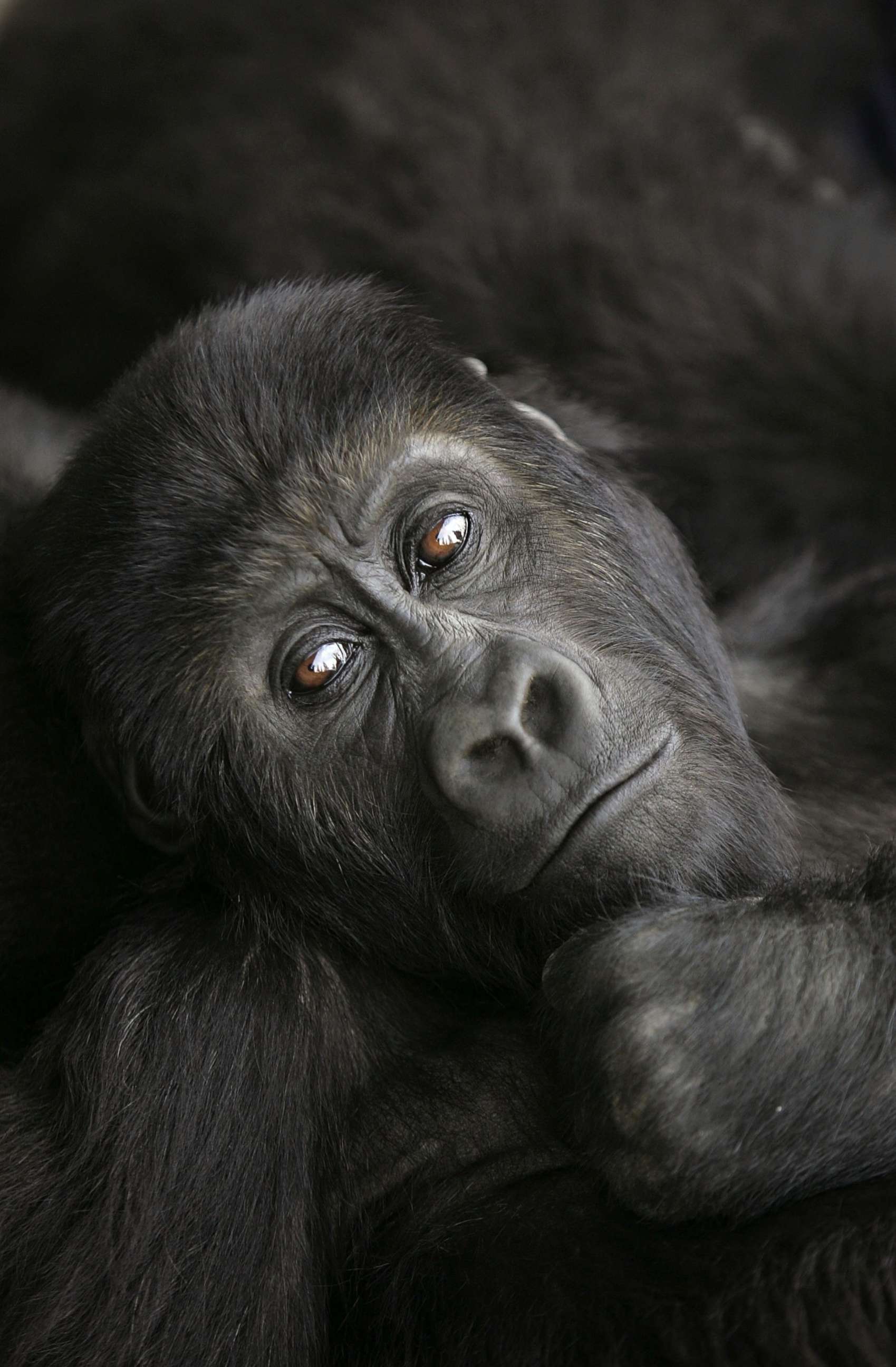 PHOTO: Three-year old lowland gorilla Pinga rests, July 18, 2006, at the Diane Fossey gorilla center in Goma, in the eastern Democratic Republic of Congo. 