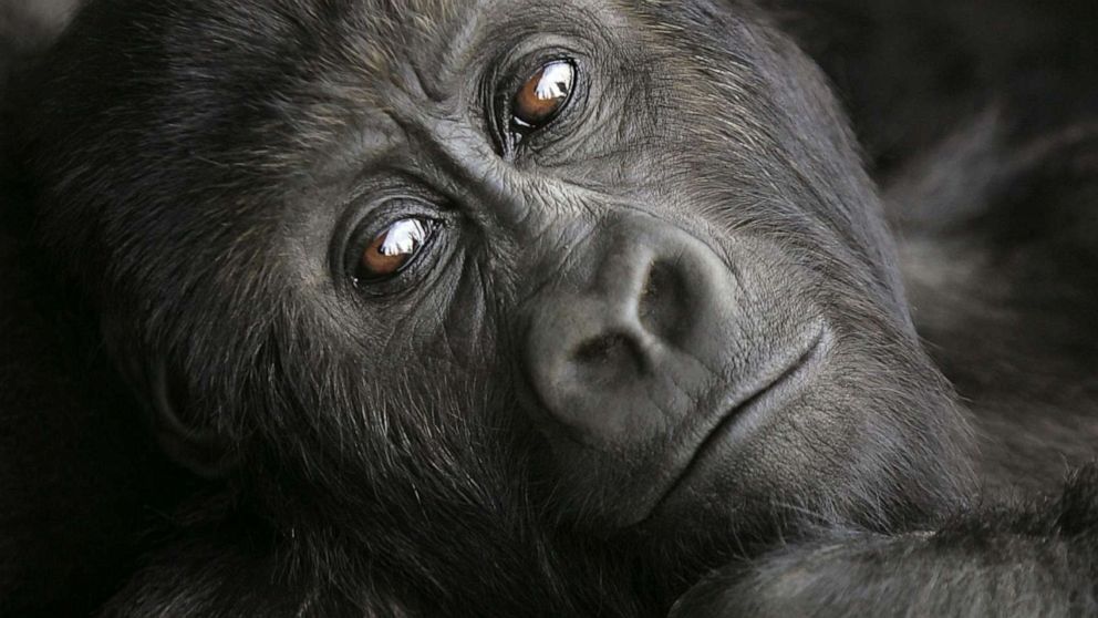 PHOTO: Three-year old lowland gorilla Pinga rests, July 18, 2006, at the Diane Fossey gorilla center in Goma, in the eastern Democratic Republic of Congo. 