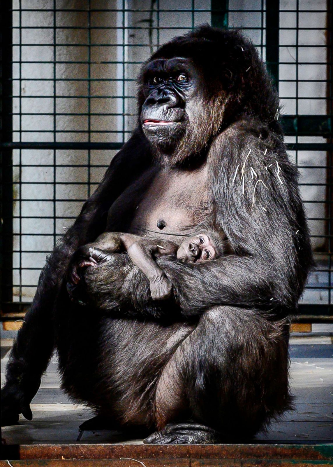 Gorilla cradles her 4-week-old baby