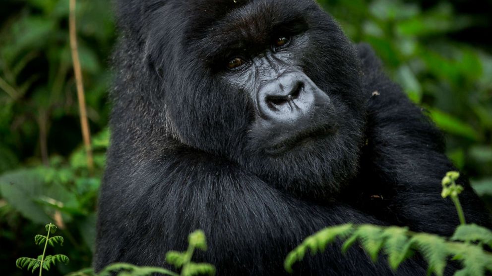 PHOTO: A male silverback mountain gorilla sits in the dense forest on the slopes of Mount Bisoke volcano in Volcanoes National Park, northern Rwanda, Sept. 4, 2015.