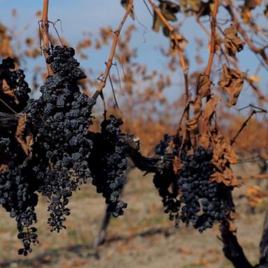 As temperatures increase and drought becomes more commonplace, some regions could become inhospitable for wine grape growth. 