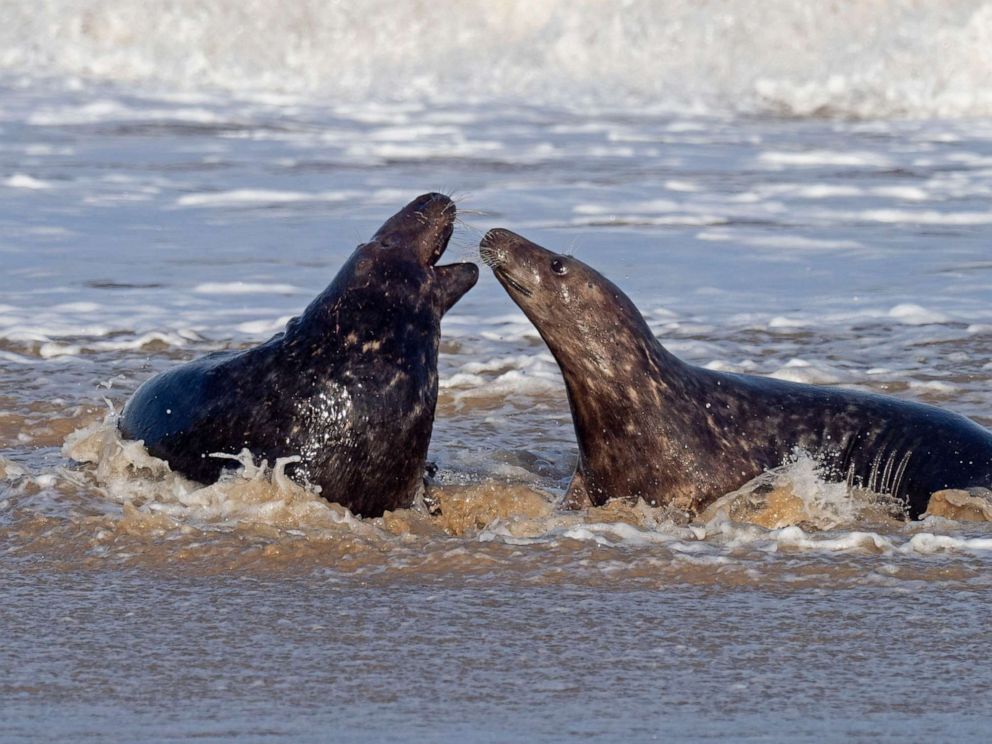 PHOTO: Grey seals interact in the surf in North Norfolk, U.K., Jan. 8, 2019.
