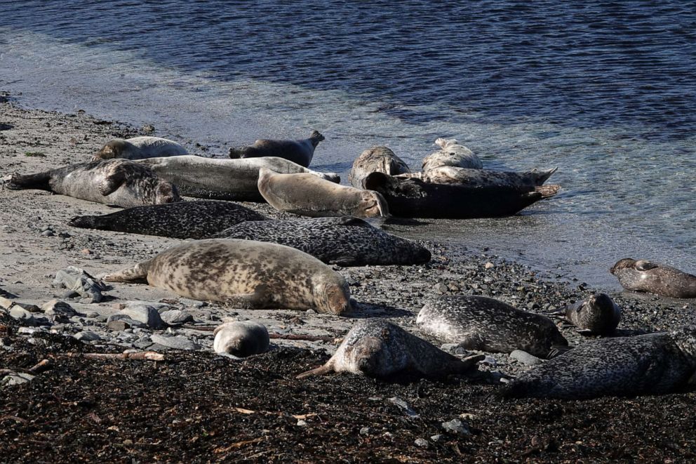 PHOTO: Grey seals lay on the shore on Scotland's Shetland Islands, Aug. 31, 2018.