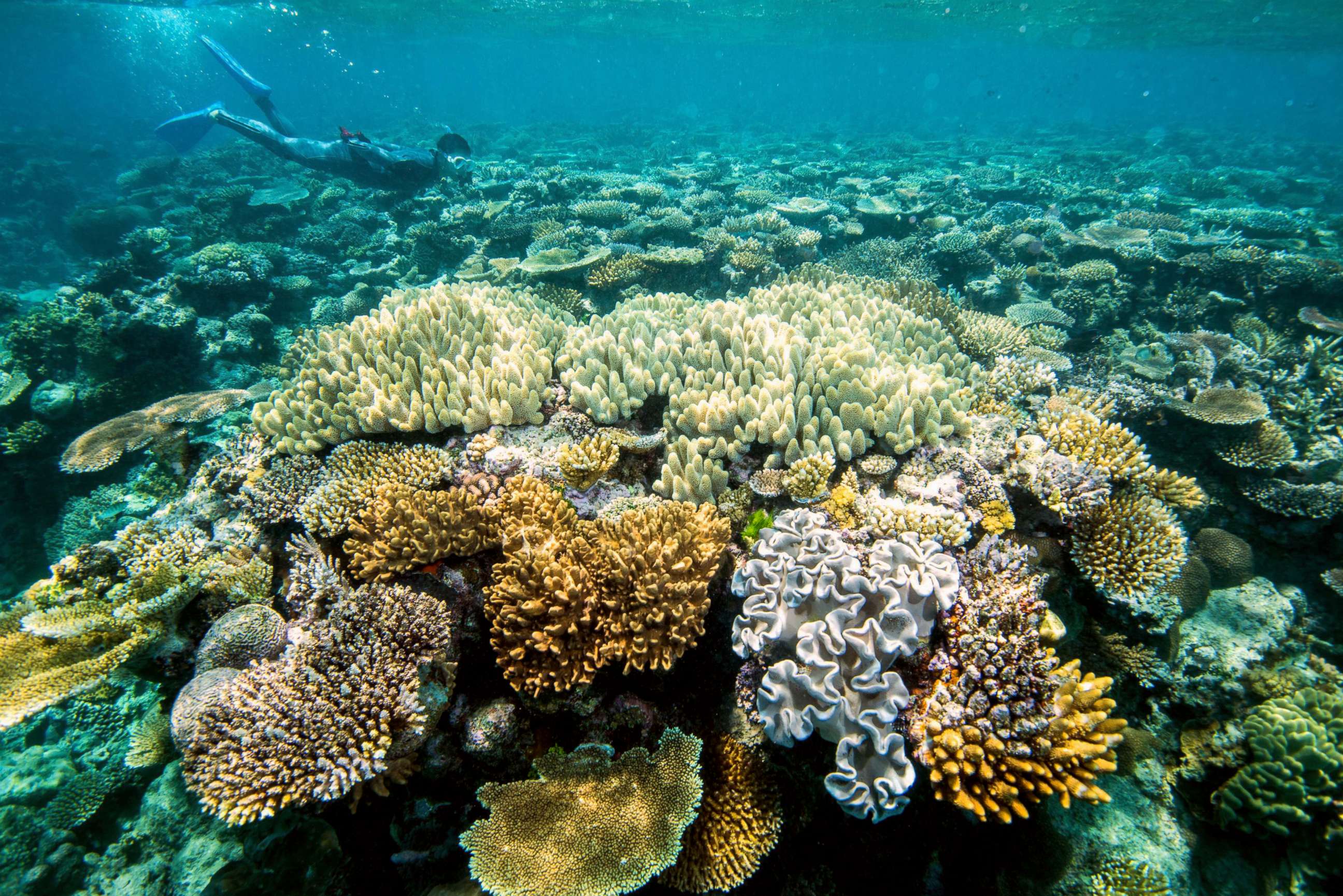 PHOTO: A swimmer snorkels through corals in the Great Barrier Reef off the northeastern coast of Australia.