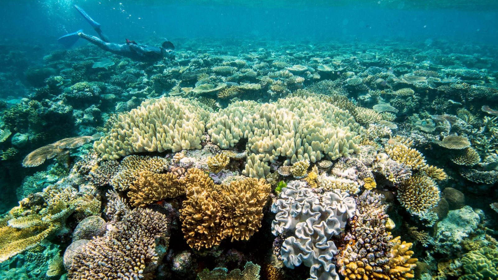Great Barrier Reef has deteriorated to 'critical' level due to climate  change - ABC News