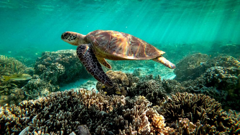 PHOTO: A green sea turtle is flourishing among the corals at lady Elliot island, Australia, Oct. 10, 2019.