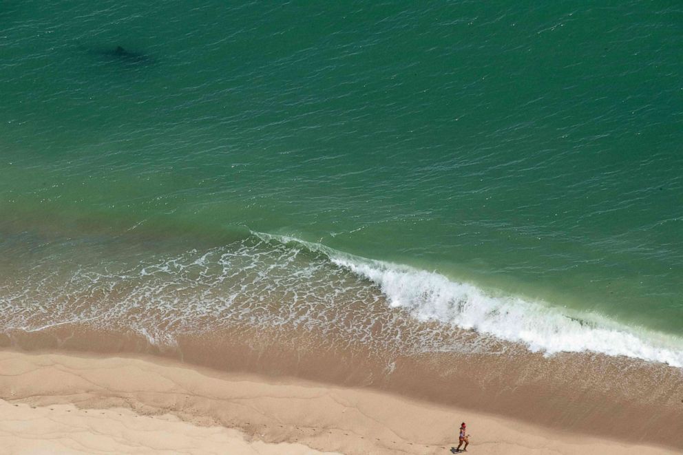PHOTO: A person runs along the shore as a Great White Shark swims just meters away on the Cape Cod National Sea Shore on the eastern side of Cape Cod, Mass. on July 15, 2022.