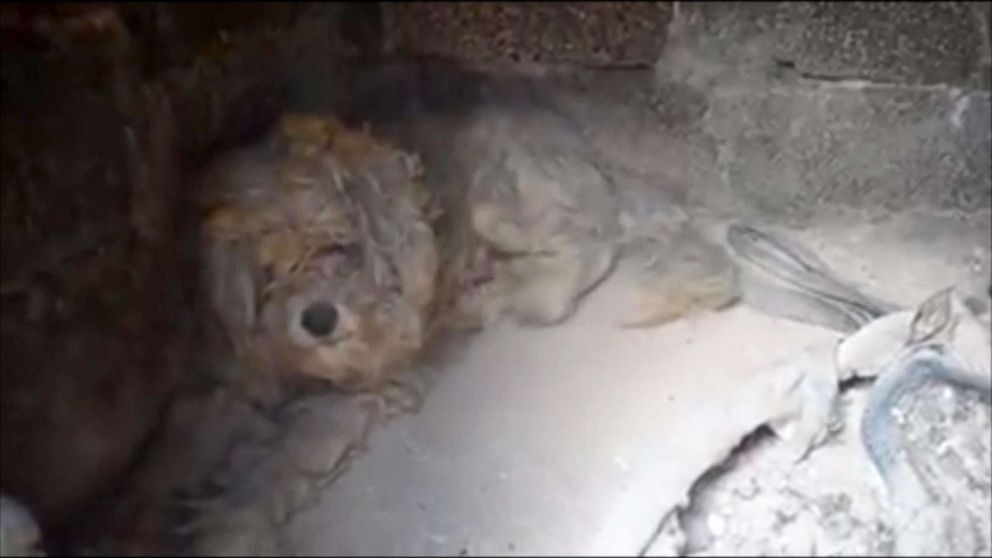 PHOTO: The 4-year-old dog, temporarily named Loukoumakis, was found cowering in an oven two days after deadly wildfires swept across the town of Mati in Greece, July 25, 2018.
