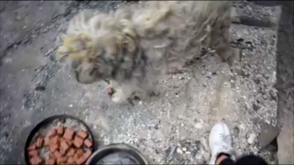 PHOTO: The 4-year-old dog, temporarily named Loukoumakis, was found cowering in an oven two days after deadly wildfires swept across the town of Mati in Greece, July 25, 2018.
