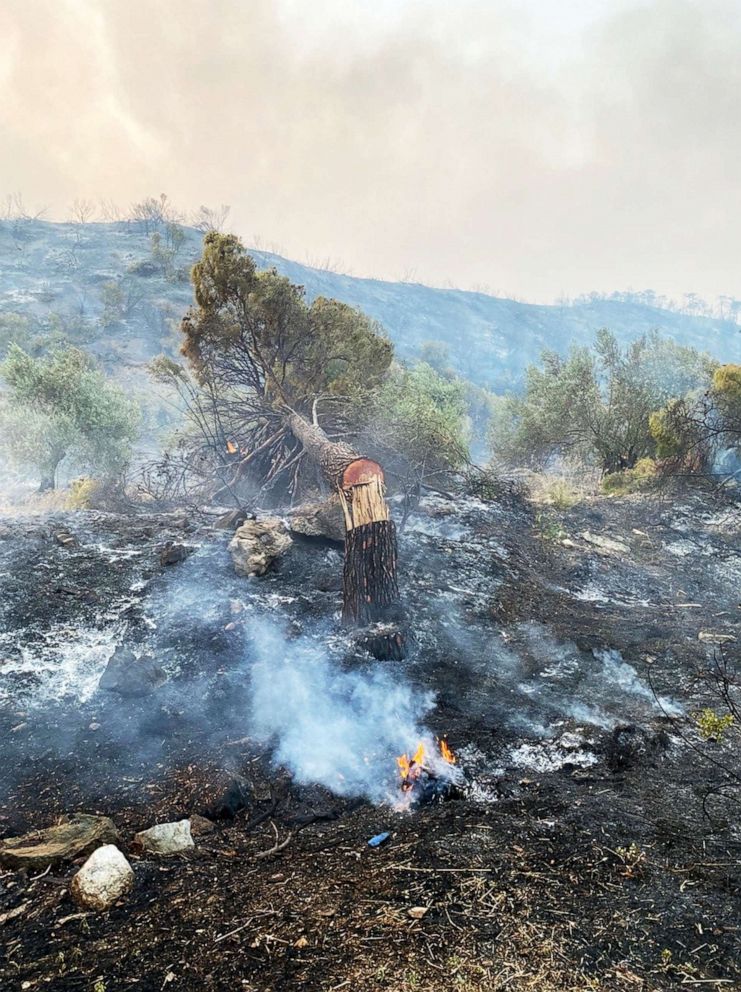 PHOTO: A tree was struck down by fire on the island of Evia, Greece.