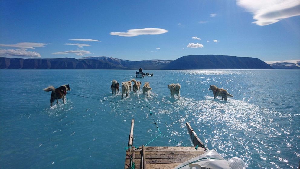 PHOTO: Sled dogs wade through standing water on the sea ice during an expedition in North Western Greenland, June 13, 2019.