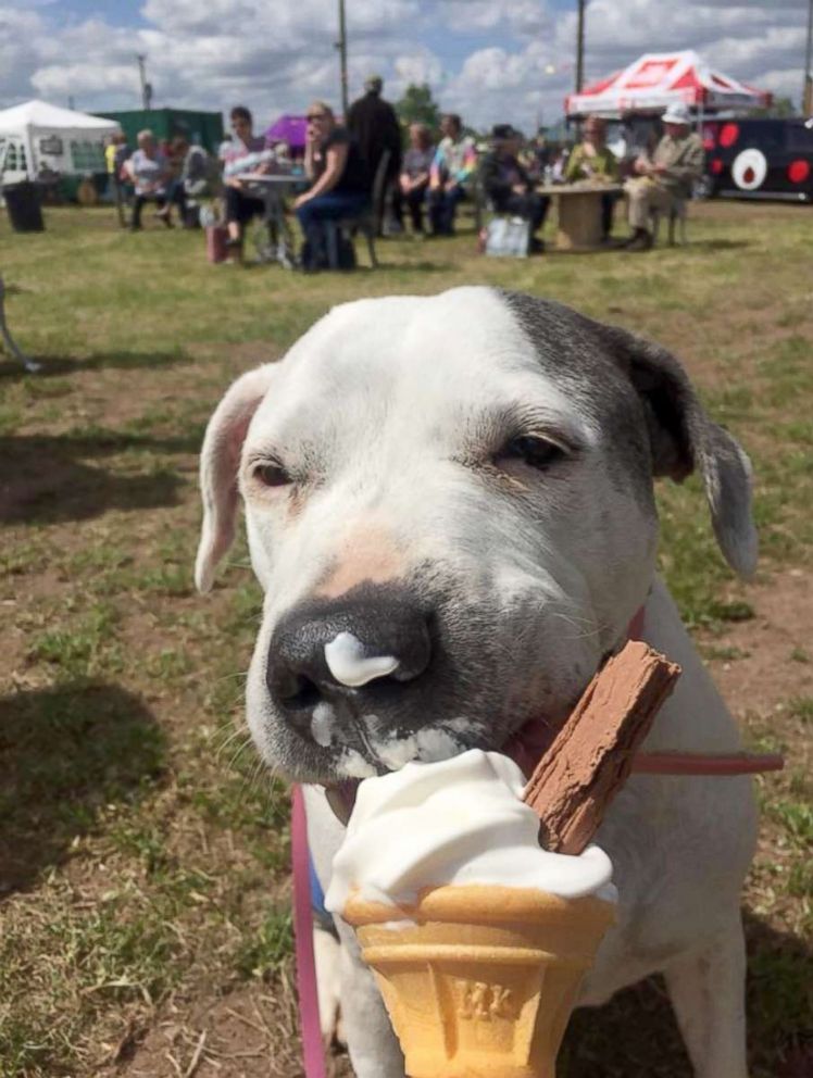 PHOTO: Dogs spend their last days at the Grey Canine Muzzle Hospice Project, where organizers shower them with love.