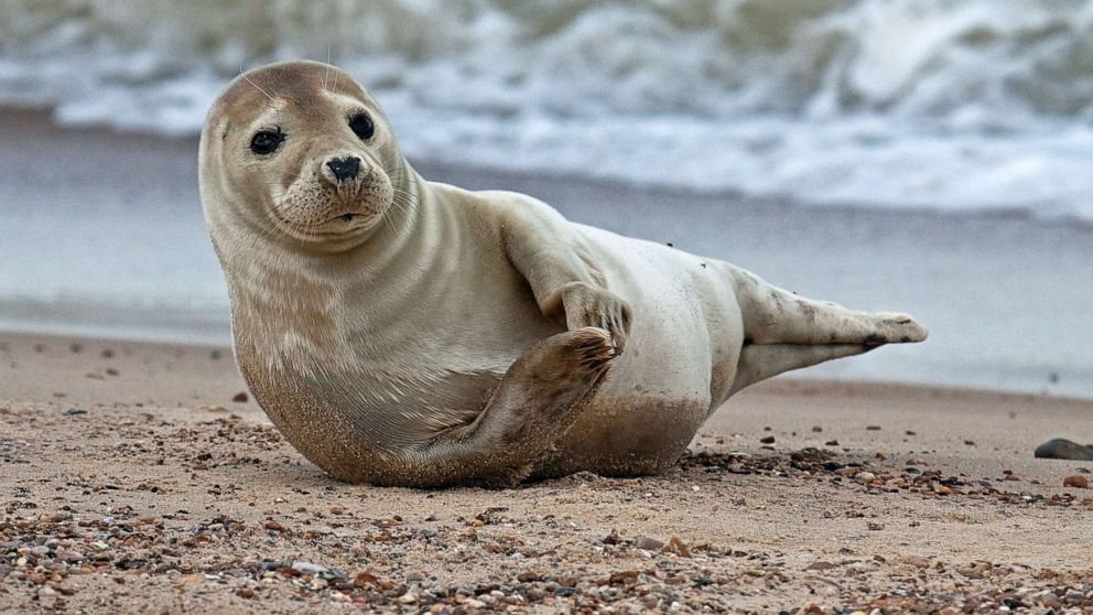 Seals learn to mimic human tones Scottish scientists say