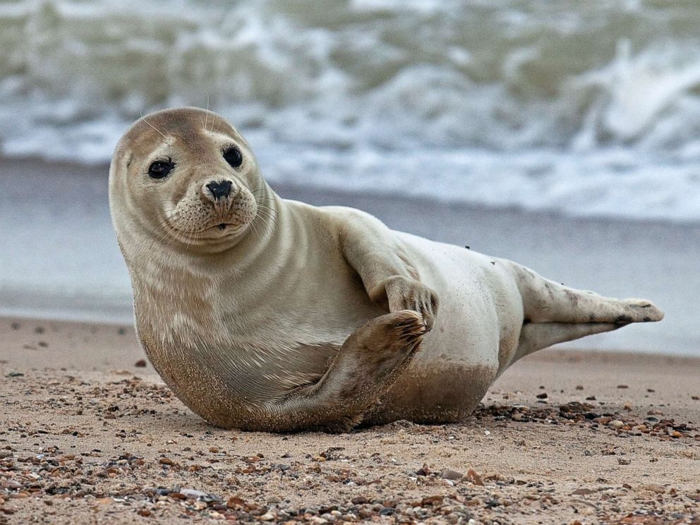PHOTO: A grey seal lays on the beach in this stock photo.