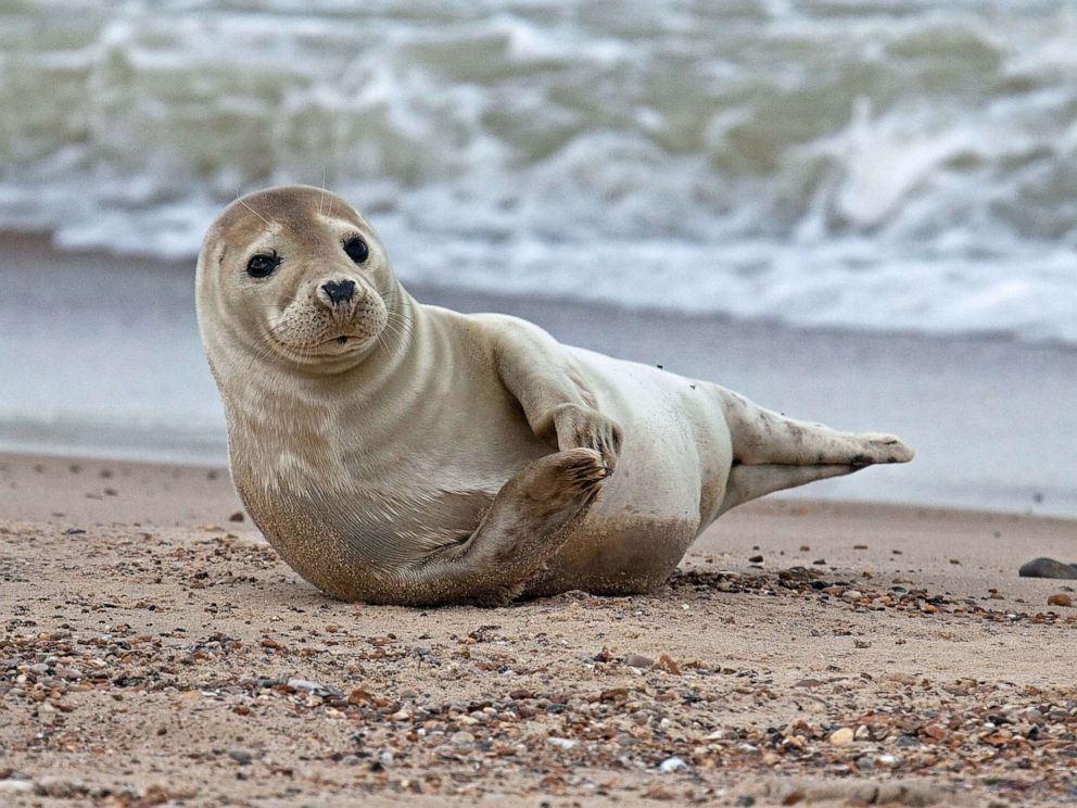 PHOTO: Grey seal on the beach.