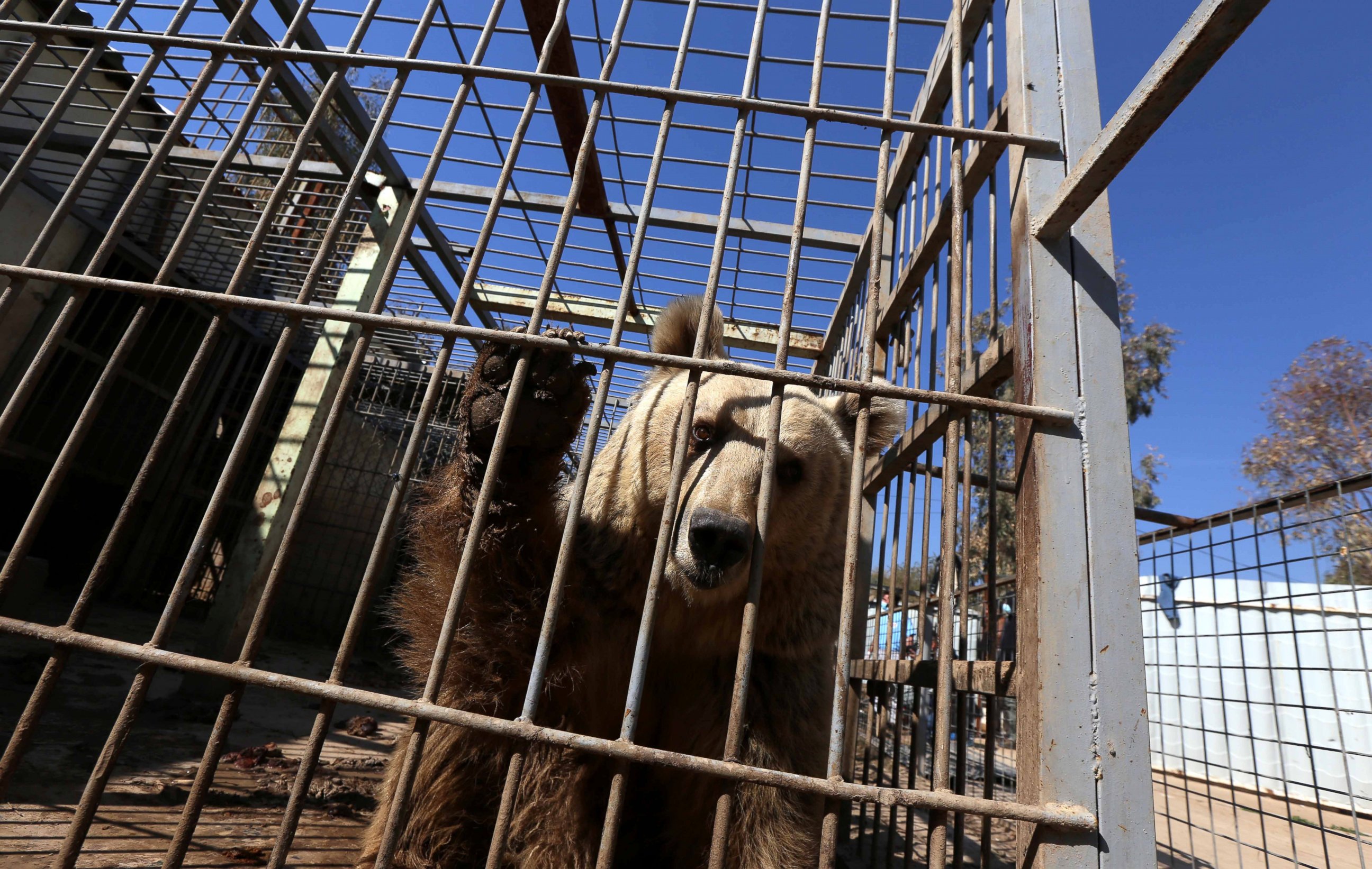 PHOTO: An abandoned bear stands in its cage before receiving treatment from members of the international animal welfare charity "Four Paws" at the Montazah al-Morour Zoo in eastern Mosul on Feb. 21, 2017.
