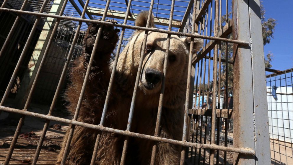 PHOTO: An abandoned bear stands in its cage before receiving treatment from members of the international animal welfare charity "Four Paws" at the Montazah al-Morour Zoo in eastern Mosul on Feb. 21, 2017.
