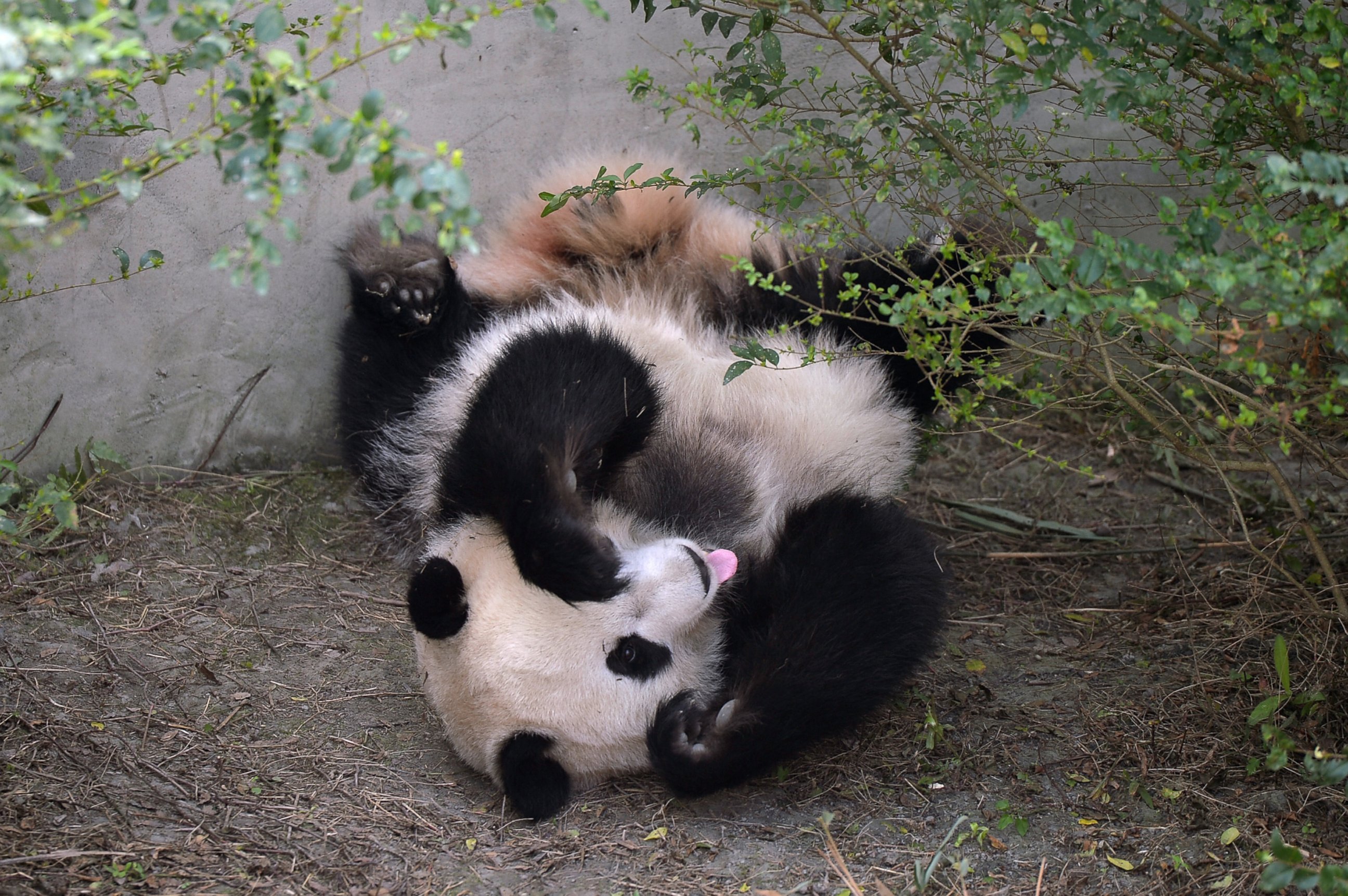 PHOTO: Giant panda Mei Huan lies on the ground at Chengdu Research Base of Giant Panda Breeding on Nov. 16, 2016 in Chengdu, Sichuan Province of China.