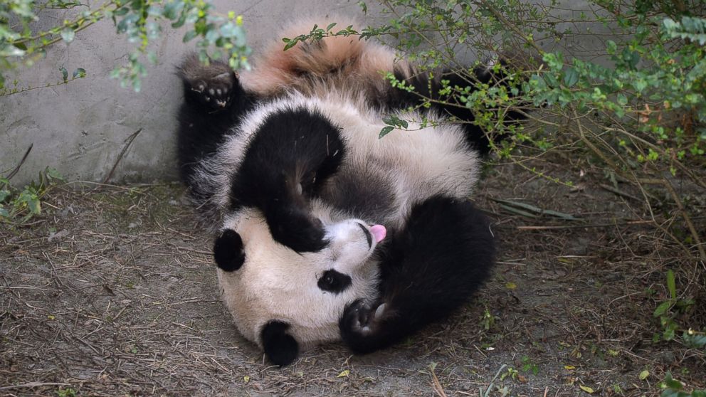 Giant panda Mei Huan lies on the ground at Chengdu Research Base of Giant Panda Breeding on Nov. 16, 2016 in Chengdu, Sichuan Province of China. American born female giant panda twins Mei Lun and Mei Huan came back to live in the Chengdu Research Base of Giant Panda Breeding on Nov. 5, 2016.