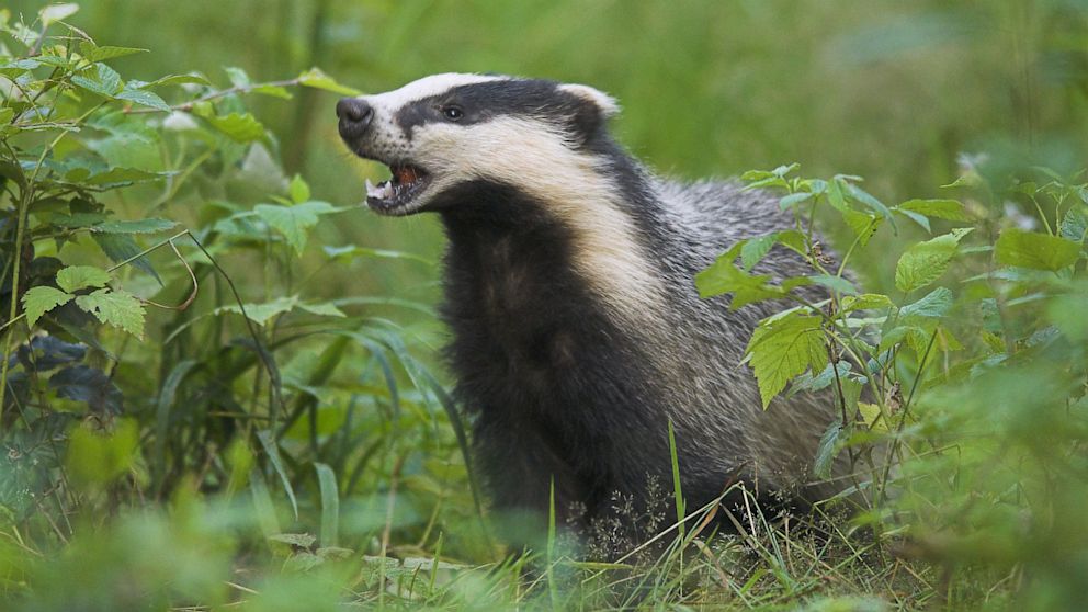 A badger feeds on cherries in a forest near Nuremberg, Germany.