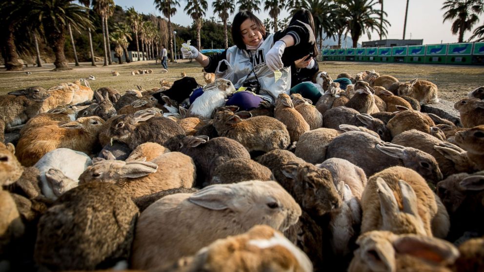 Two tourists sit and feed hundreds of rabbits  at Okunoshima Island, also known as "Rabbit Island," on Feb. 24, 2014, in Takehara, Japan. Okunoshima is a small island located in the Inland Sea of Japan in Hiroshima Prefecture.