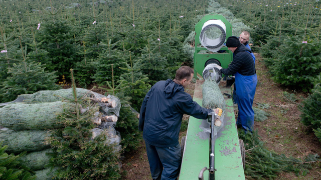photo seasonal workers from poland prepare christmas trees for sale at the gut sierhagen farm - Christmas Tree Farms For Sale photo seasonal workers from poland prepare christmas trees for sale at the gut sierhagen farm - Christmas Tree Farms For Sale