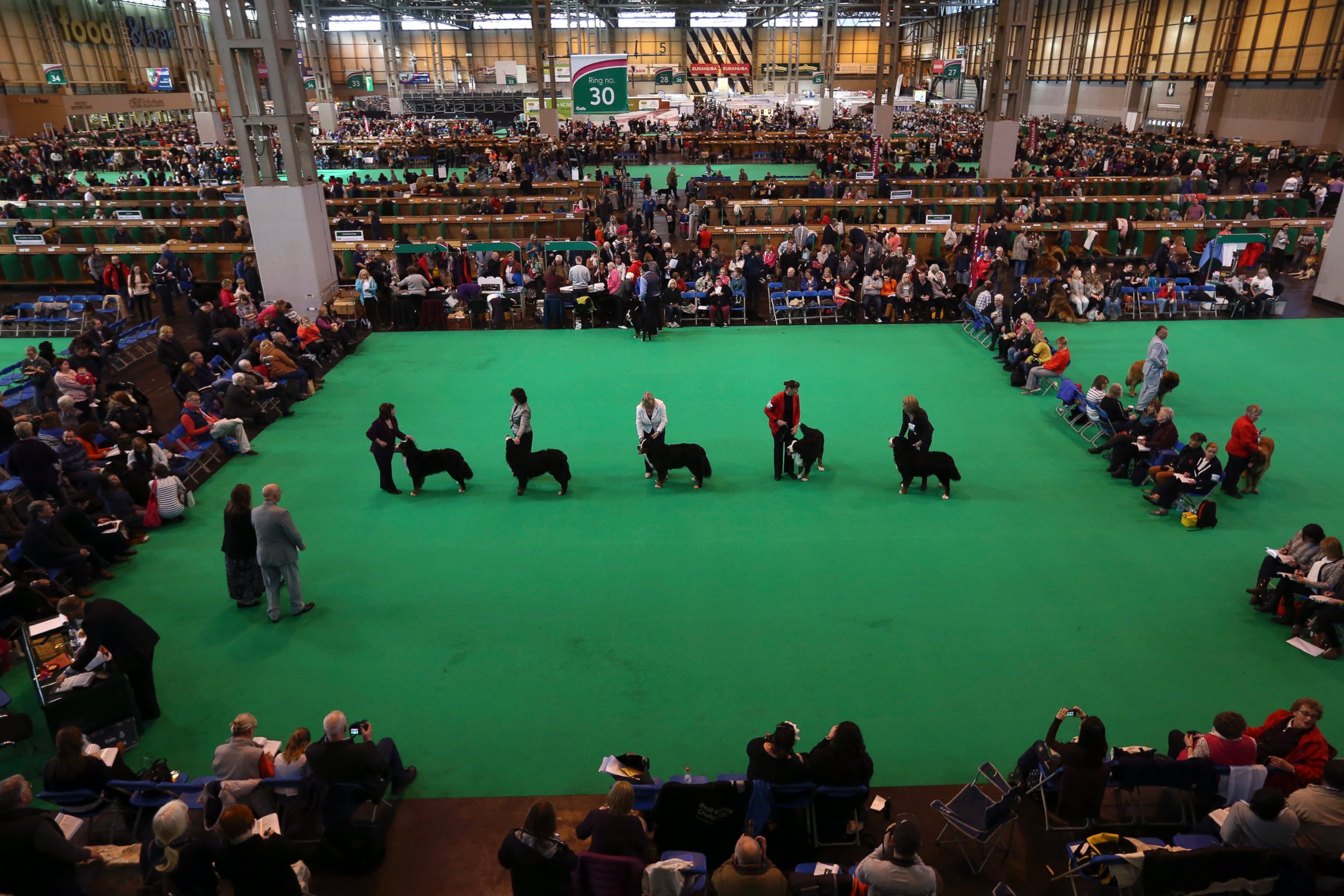 PHOTO: Owners show their dogs on the second day of Crufts dog show at the National Exhibition Centre on March 6, 2015 in Birmingham, England.