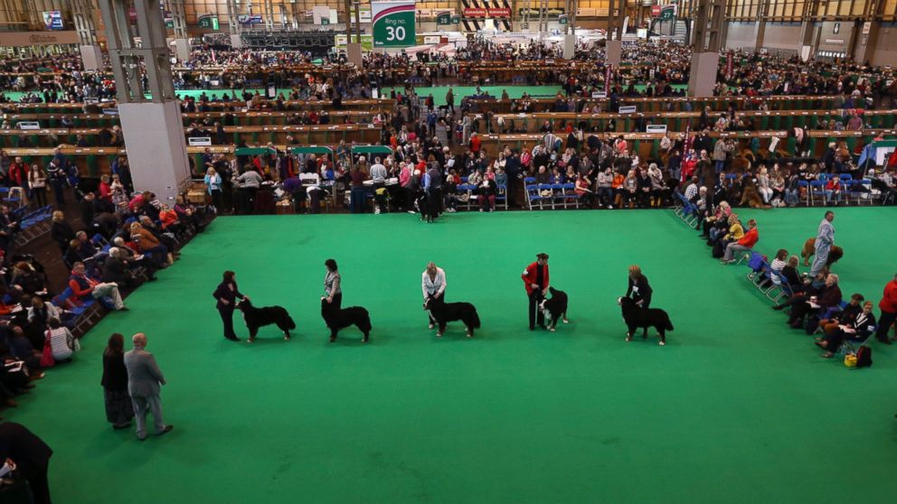 Owners show their dogs on the second day of Crufts dog show at the National Exhibition Centre on March 6, 2015 in Birmingham, England.