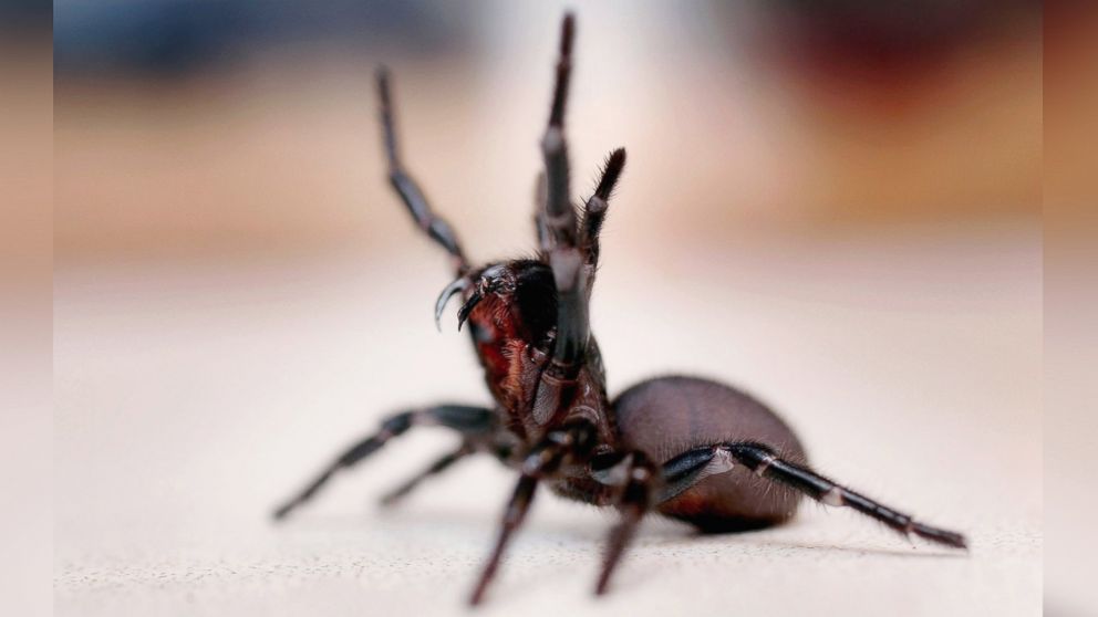 A Funnel Web spider is pictured at the Australian Reptile Park Jan. 23, 2006 in Sydney, Australia.