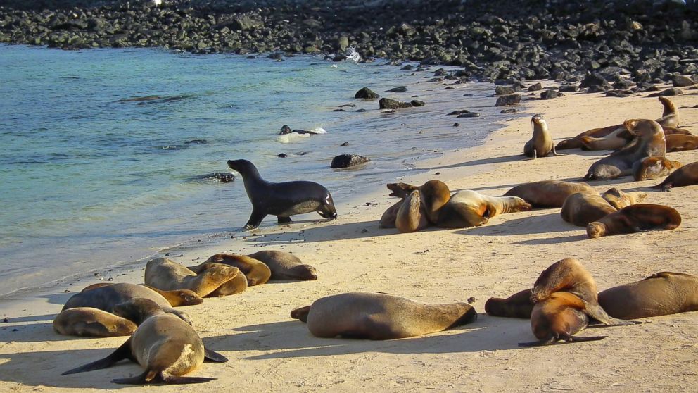PHOTO: Sea lions lounge on South Plaza Island in the Galapagos Islands on Nov. 30, 2010.