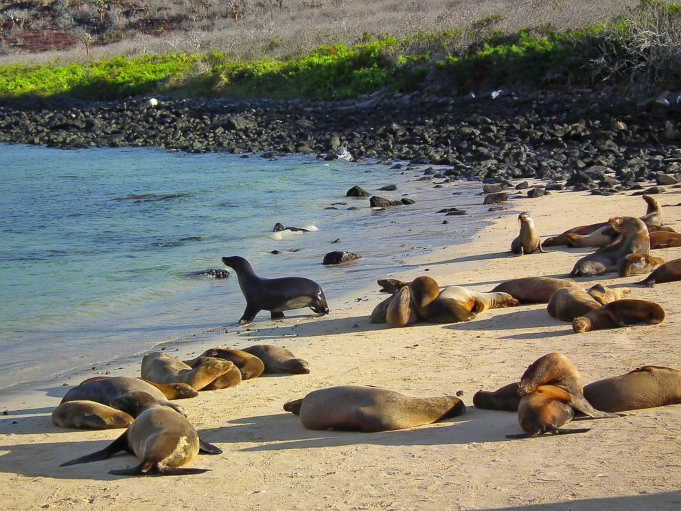 PHOTO: Sea lions lounge on South Plaza Island in the Galapagos Islands on Nov. 30, 2010.