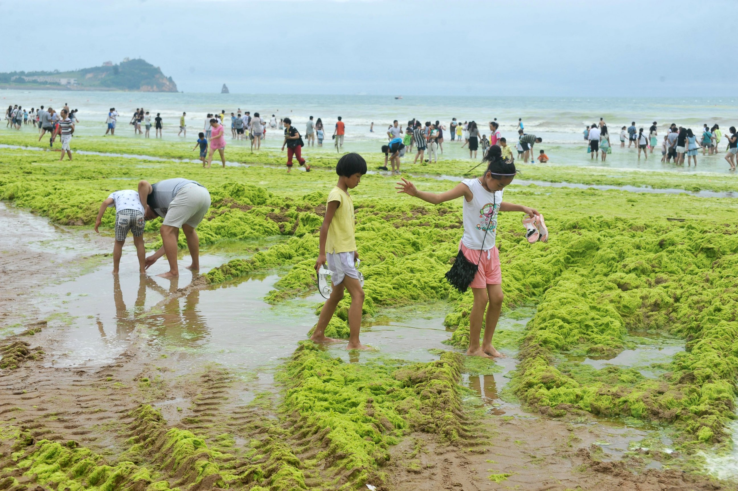 PHOTO: Tourists play at a beach covered by a thick layer of green algae on July 20, 2015 in Qingdao, China. 