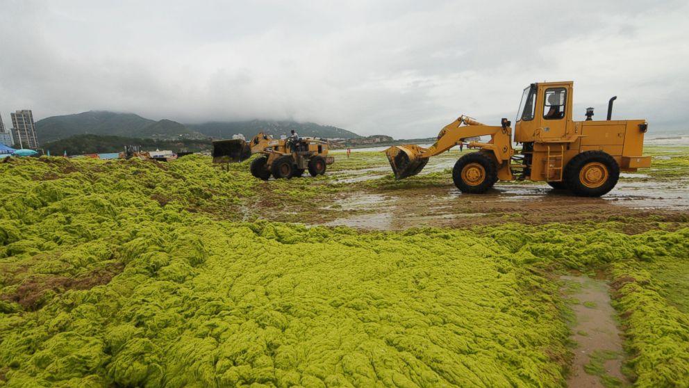 Workers clean up green algae with bulldozers at a beach on July 20, 2015 in Qingdao, China. 