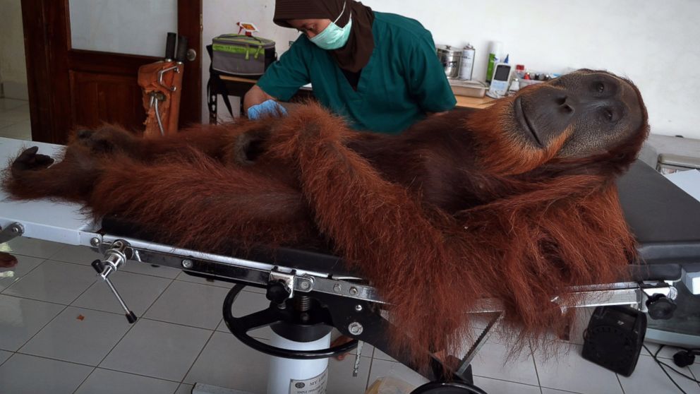 A veterinary staff member of the Sumatran Orangutan Conservation Programme center conducts medical examinations on a 14-year-old male orangutan found with air gun metal pellets embedded in his body in Sibolangit district in northern Sumatra island, April 16, 2014. 