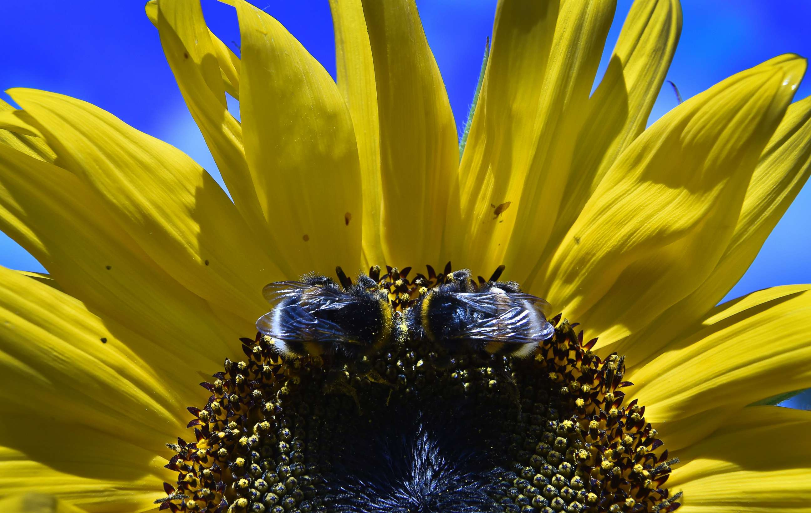 PHOTO: Two bumblebees collect pollen from a sunflower in a garden outside Moscow on Aug. 16, 2016.