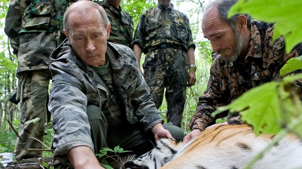 PHOTO: Vladimir Putin is pictured in this undated file photo tagging a Siberian Tiger while visiting the Barabash tiger reserve, in eastern Siberia in the Amur Region of the Russian Federation.