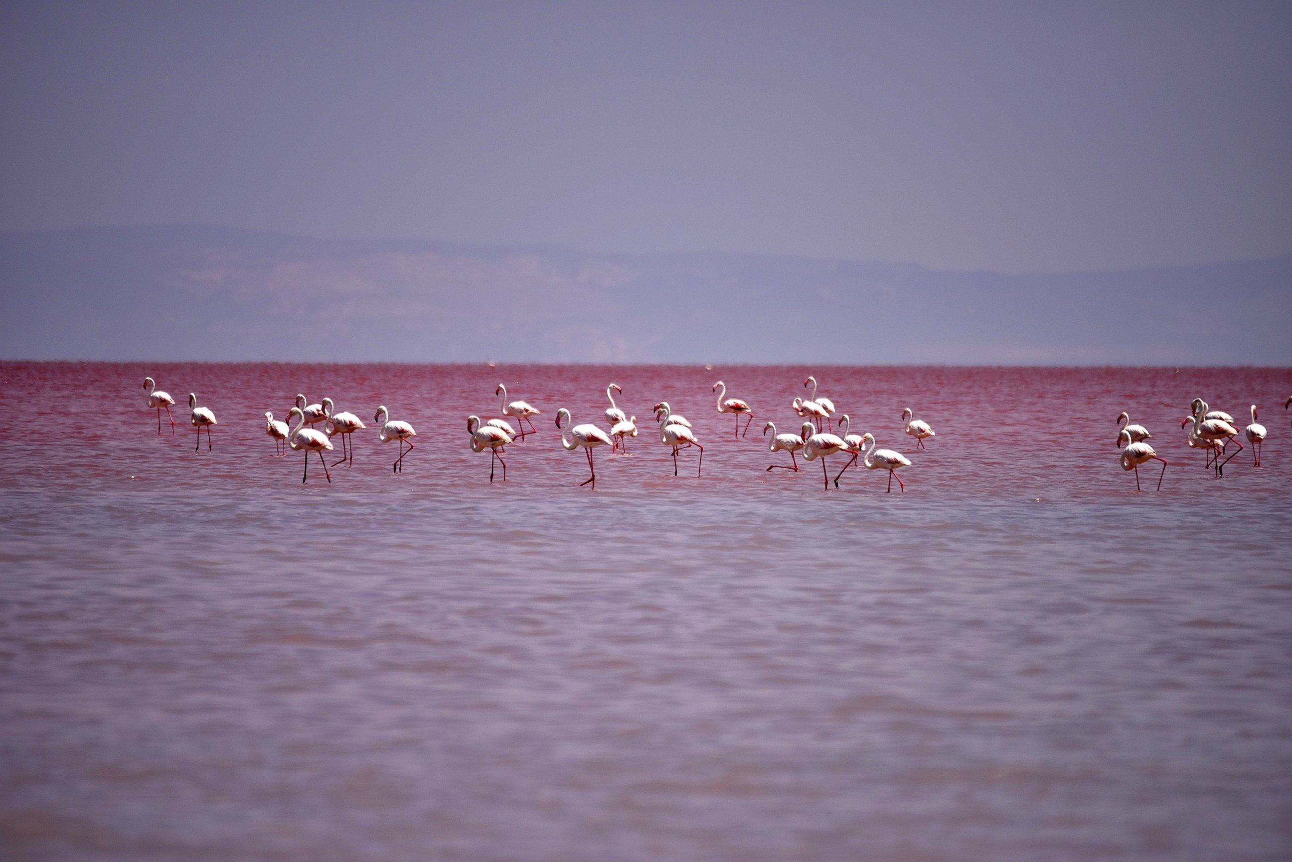 PHOTO: Flamingos are seen at the "Salt Lake," July 16, 2015, in Aksaray, Turkey.