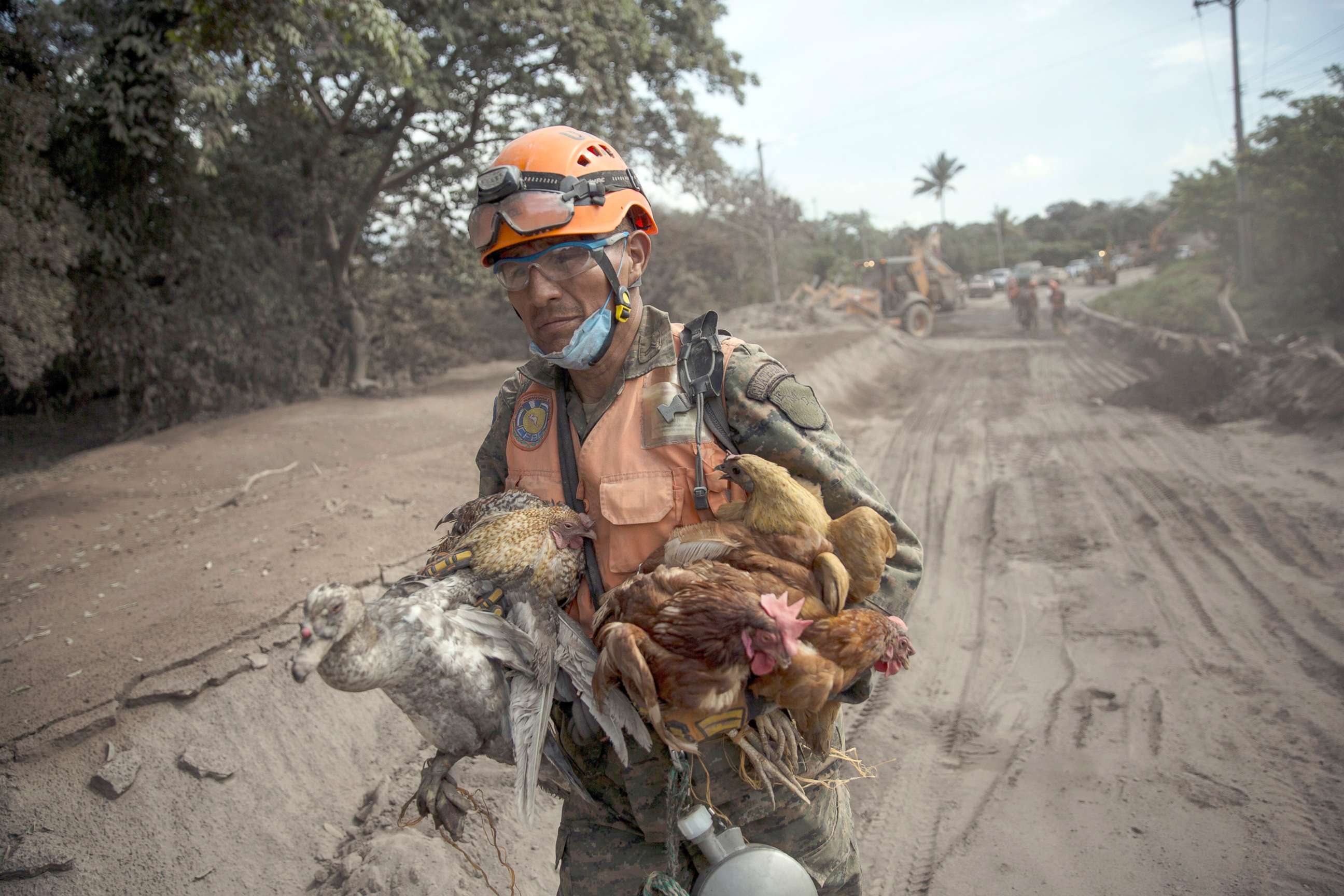 PHOTO: A rescue worker carries a flock of farm birds rescued from homes destroyed by the Volcan de Fuego, or "Volcano of Fire," eruption, in El Rodeo, Guatemala, June 6, 2018.