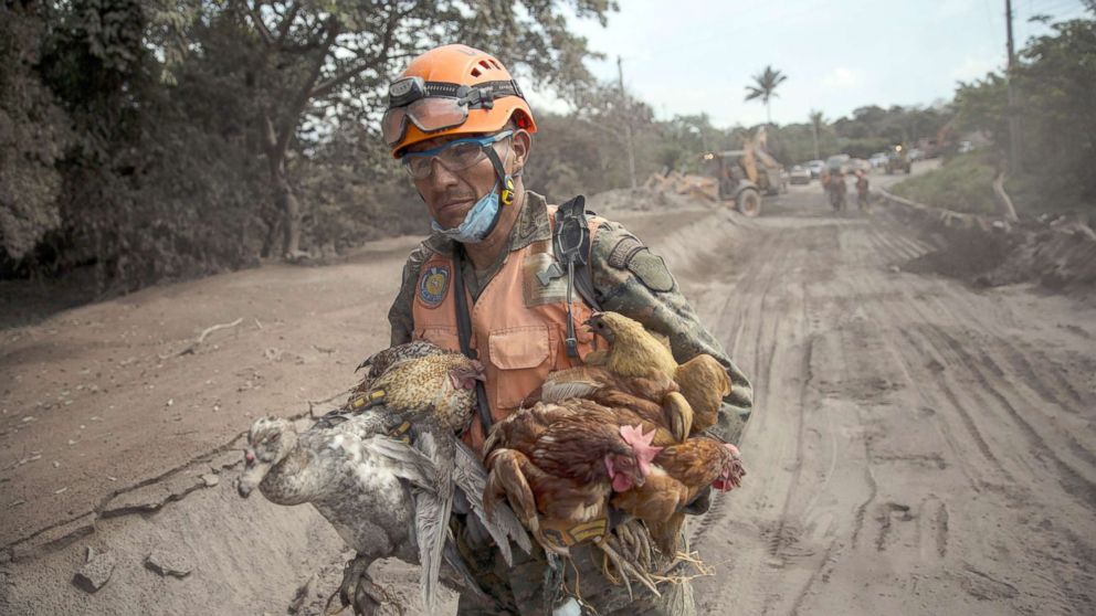 PHOTO: A rescue worker carries a flock of farm birds rescued from homes destroyed by the Volcan de Fuego, or "Volcano of Fire," eruption, in El Rodeo, Guatemala, June 6, 2018.