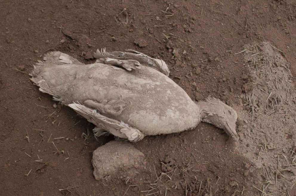 PHOTO: The carcass of a duck blanketed with heavy ash spewed by the Volcan de Fuego, or "Volcano of Fire," lies on the ground in Escuintla, Guatemala, June 4, 2018.