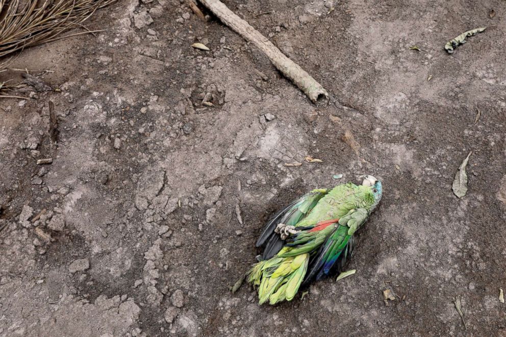 PHOTO: A dead parakeet is seen outside a house affected by the eruption of the Fuego volcano at San Miguel Los Lotes in Escuintla, Guatemala, June 6, 2018.