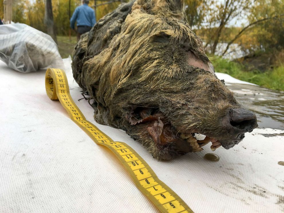 PHOTO:Mammoth Fauna Study Department at the Academy of Sciences in Russia released this Sept 6, 2018 photo that they say depicts the head of an Ice Age wolf that was found during a 2018 expedition.