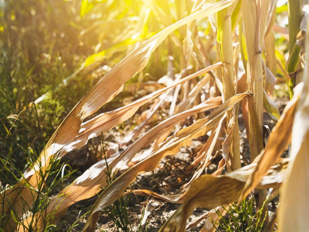 PHOTO: Dried out farmland, Hamburg, Germany - 01 Aug 1, 2018, during a heatwave.