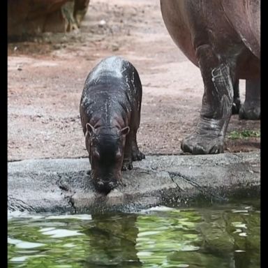 Gloria took her first dip in the deep end of the pool at France's Beauval zoo.