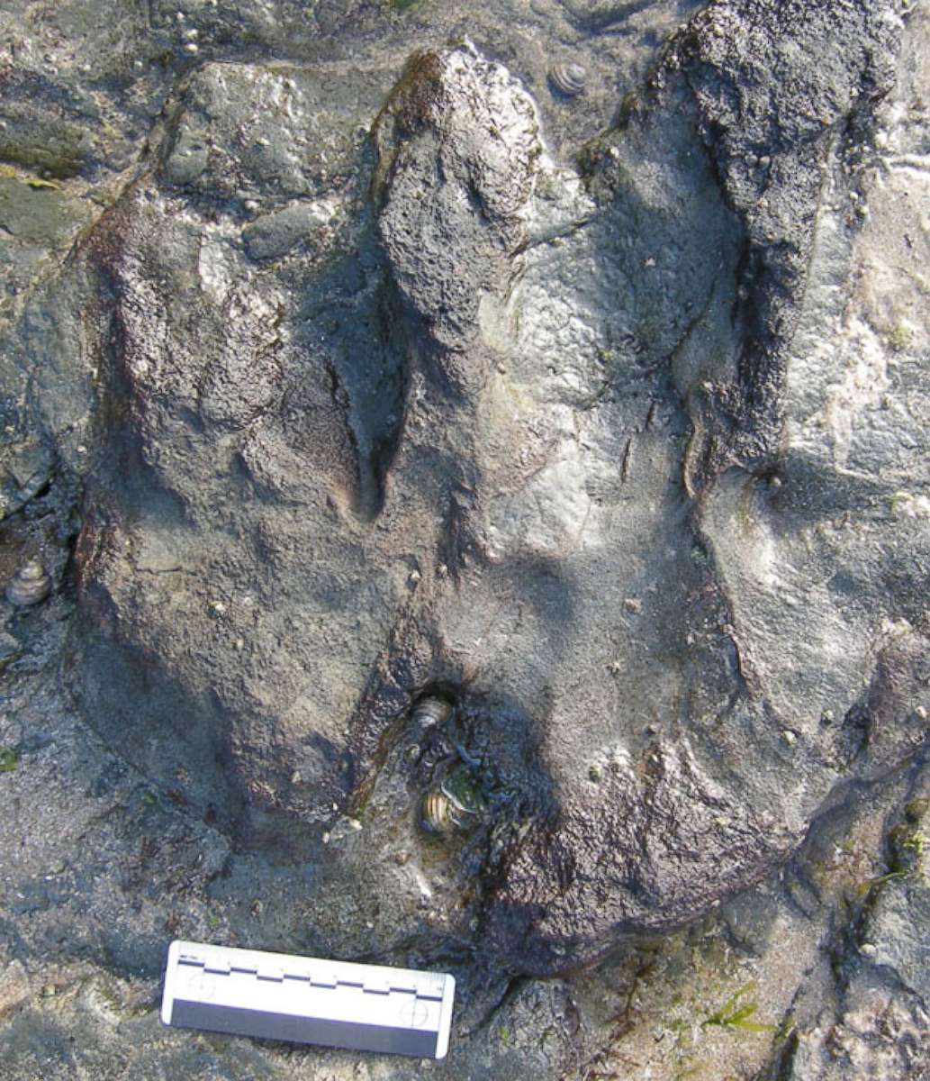 The therapod footprint as it appeared before a vandal chipped off parts of the fossil at Bunurong Marine Park in Victoria, Australia.           